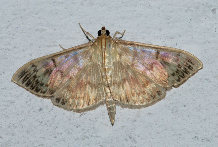 Crambidae 16